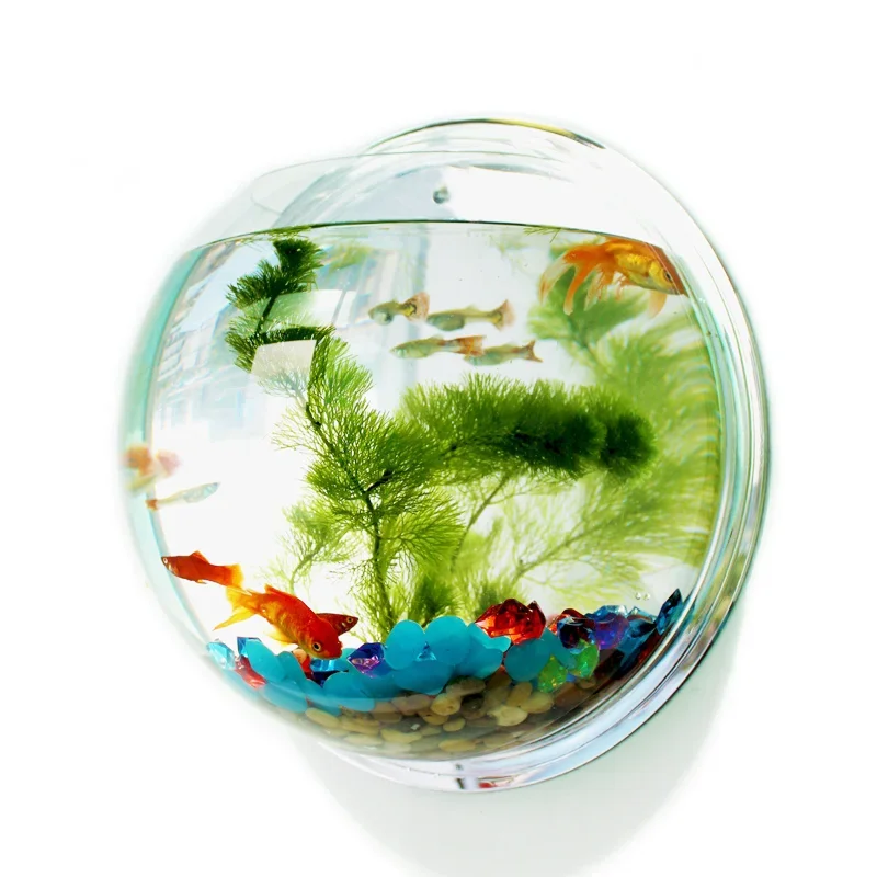 Betta Fish Tank - Pinsjar Akrilik Balık Kase Duvar Asılı