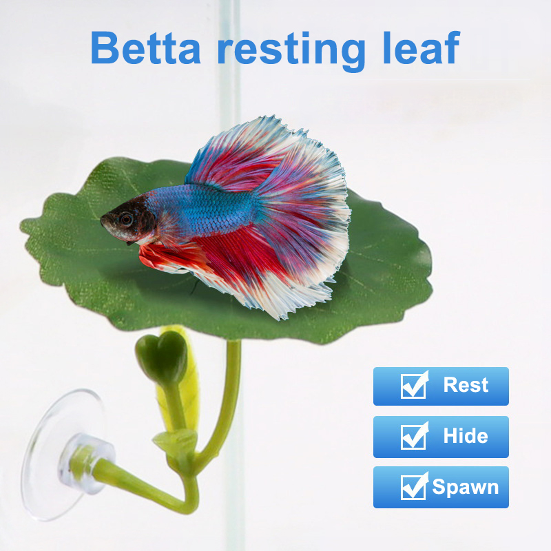 Aquarium Fish Betta - (Ce14)1/5PC Yeşil Yapraklı Hamak, Betta Balığı