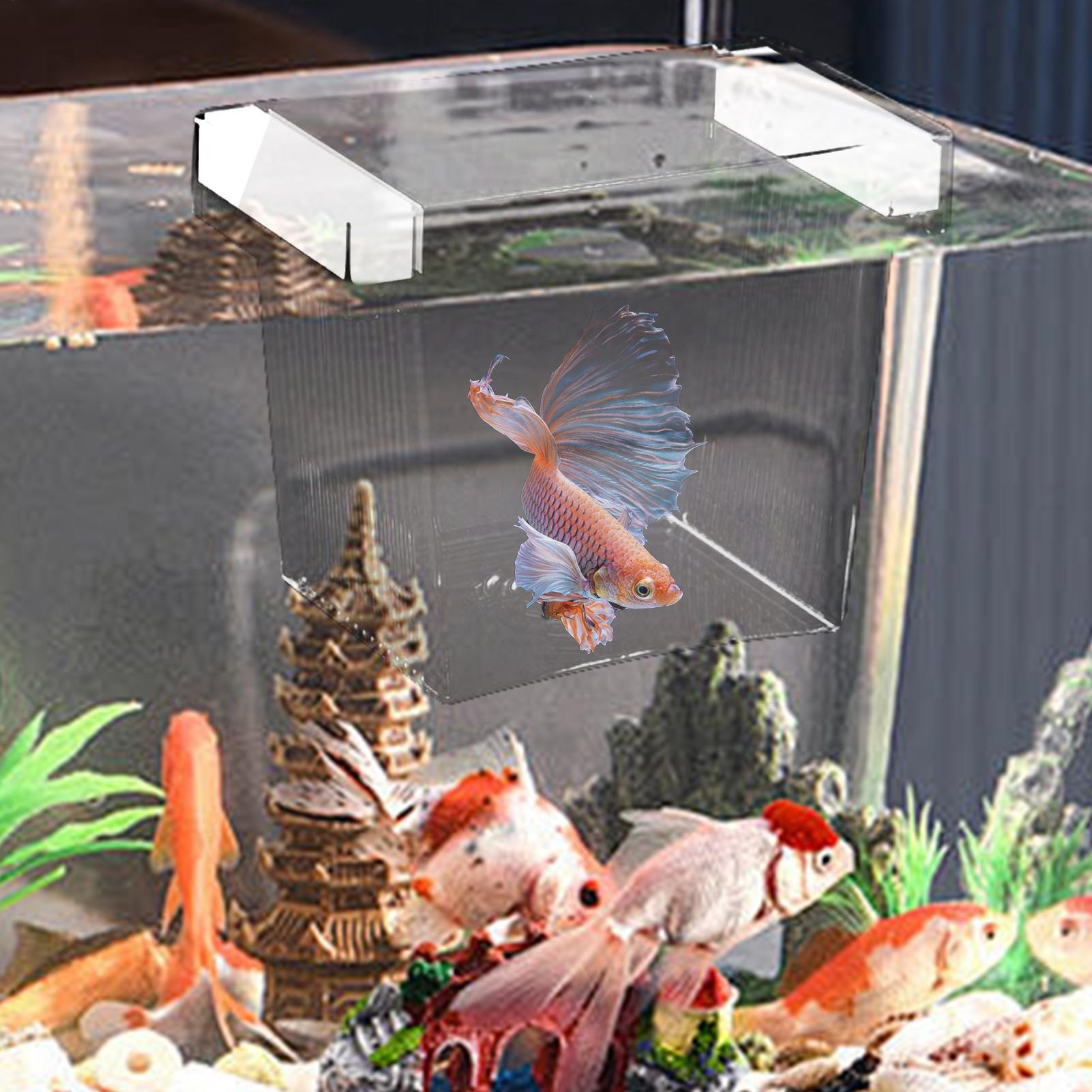 Yüzen Balık Yetiştirme İzolasy - Aquarium Fish Betta incelemesi ve fiyatı