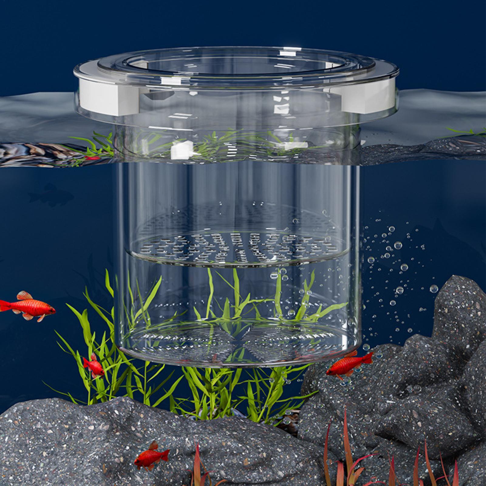 Yüzen Balık Yetiştirme İzolasy - Aquarium Fish Betta incelemesi ve fiyatı