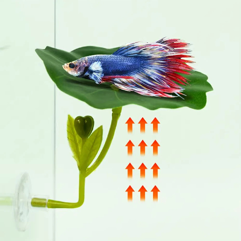 (Ce14)1/5PC Yeşil Yapraklı Ham - Aquarium Fish Betta incelemesi ve fiyatı