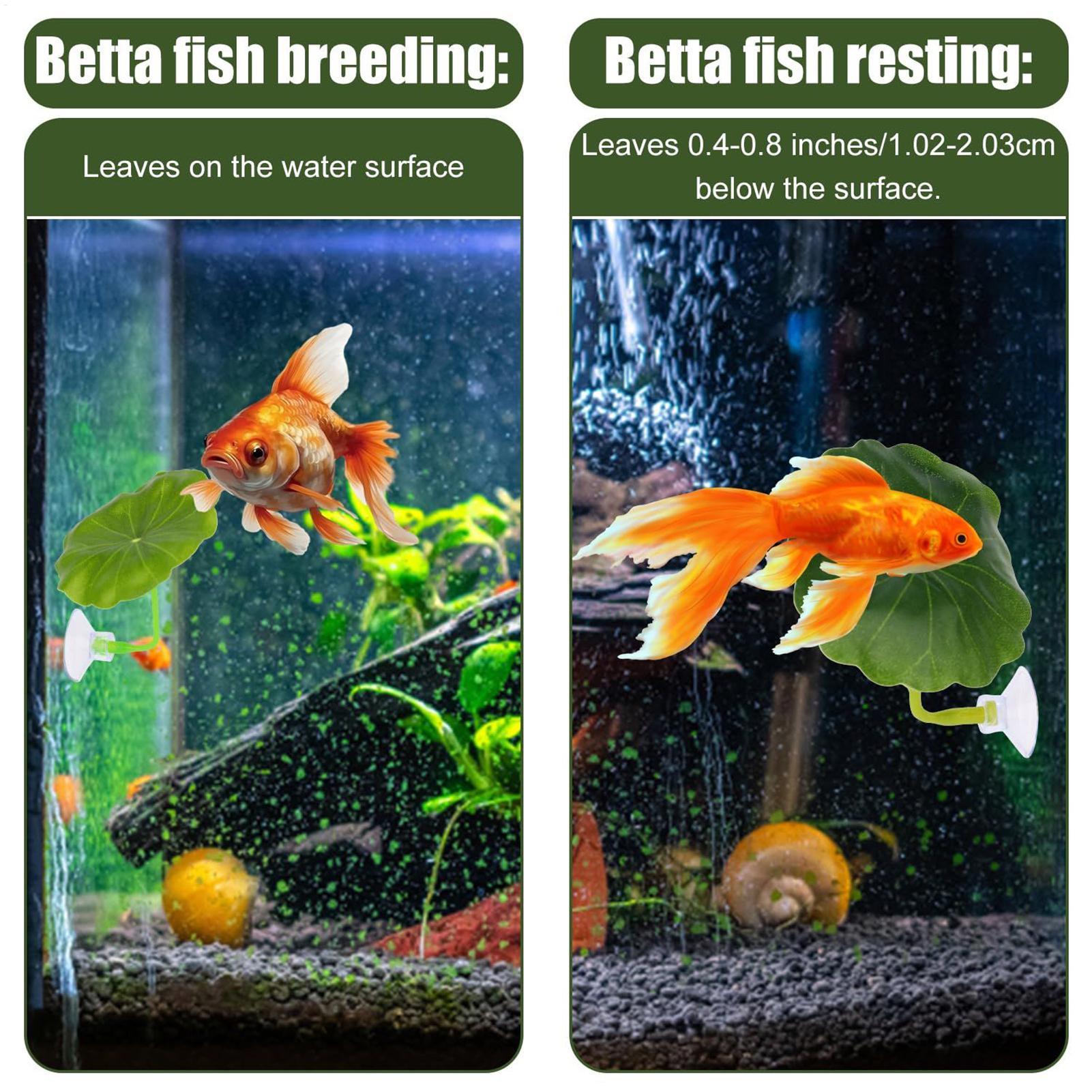 5 Parça Ayarlanabilir Beta Yap - Aquarium Fish Betta incelemesi ve fiyatı