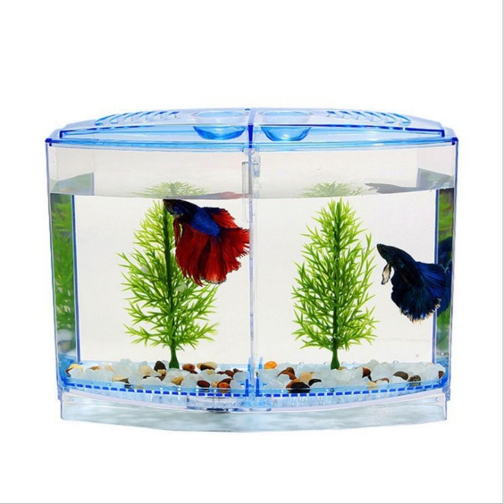 Şeffaf Betta balık tankı, çift - Aquarium Fish Betta incelemesi ve fiyatı