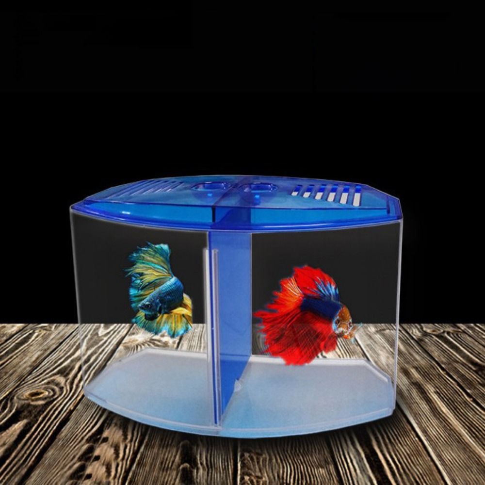 Şeffaf Betta balık tankı, çift - Aquarium Fish Betta incelemesi ve fiyatı