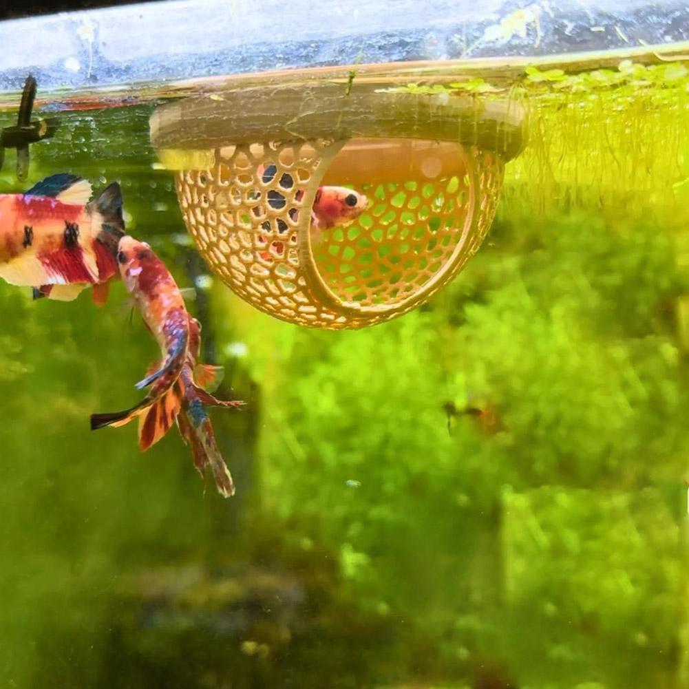 Akvaryum Yüzen Mağara Balık Ka - Aquarium Fish Betta incelemesi ve fiyatı